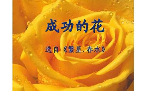 冰心《成功的花》读后感