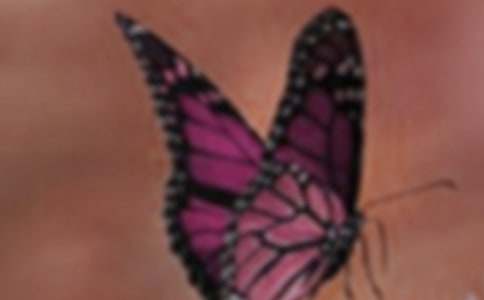 关于美丽的蝴蝶作文四篇