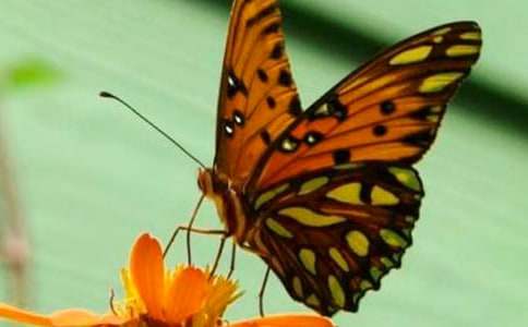 小班美术优质课教案及教学反思《美丽的蝴蝶》
