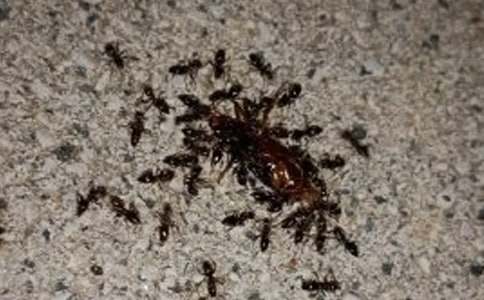 《蚂蚁和蝈蝈》第二课时