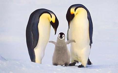 小班体育教案《小企鹅运冰块》