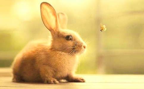 关于小兔子日记4篇