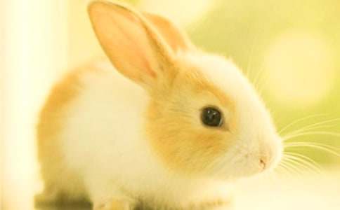 小班美术教案：小兔子的花布