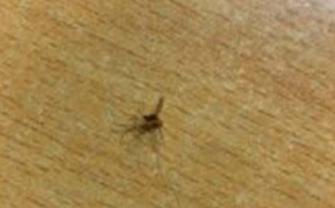 可恶的蚊子作文汇编15篇