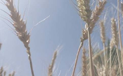 2018年小麦种植基础考察报告