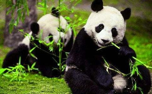 美术大熊猫教案