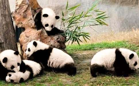 大熊猫话题作文