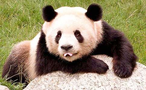 大班美术教案：国宝大熊猫