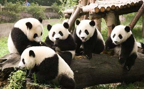 (精华)大熊猫的优秀作文4篇