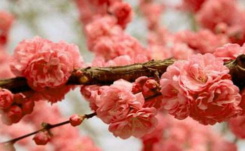 美丽的樱花优秀作文（通用35篇）