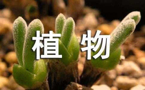 【精选】优秀植物作文汇编6篇