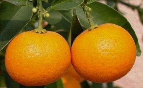 摘橘子作文（通用28篇）