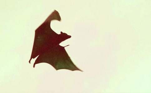 《蝙蝠和雷达》教学反思(15篇)